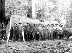 Bothell logging, ca. 1895